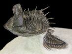 Top Quality Tower Eyed Erbenochile Trilobite #65819-5